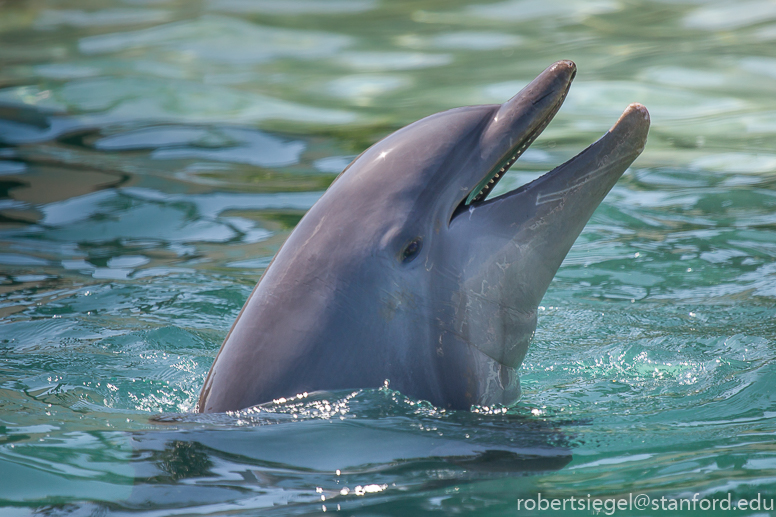 Florida Memory • Dolphin playing basketball at the Miami Seaquarium.