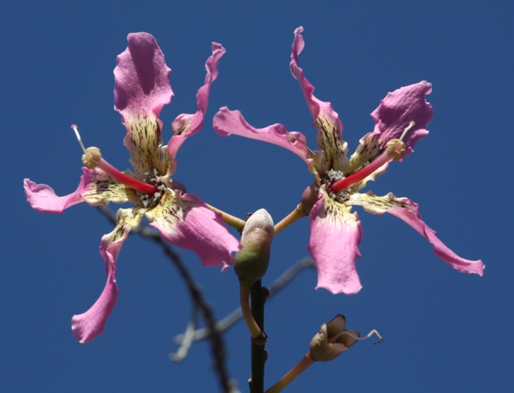 Ceiba speciosa - Bottle tree - Quinta dos Ouriques