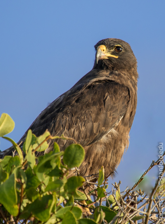 Index Of Siegelr Galapagos Galapagos17