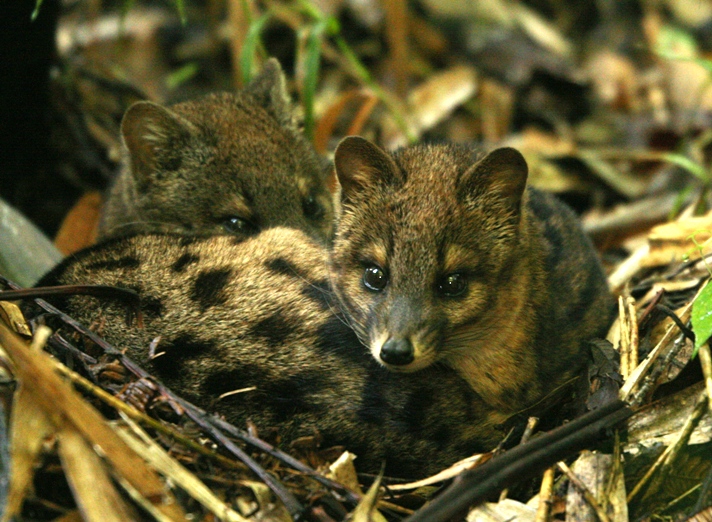 Fossa