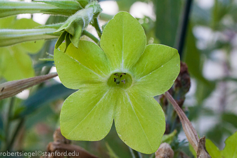 Tobacco Flower