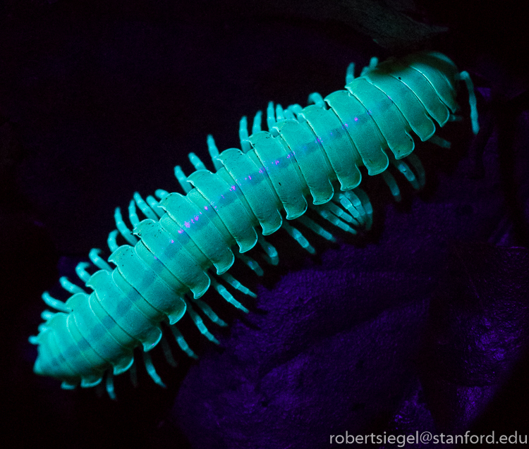 Millipedes