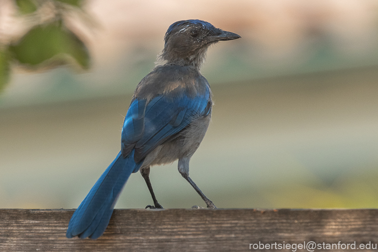 Blue Jays Families, Community