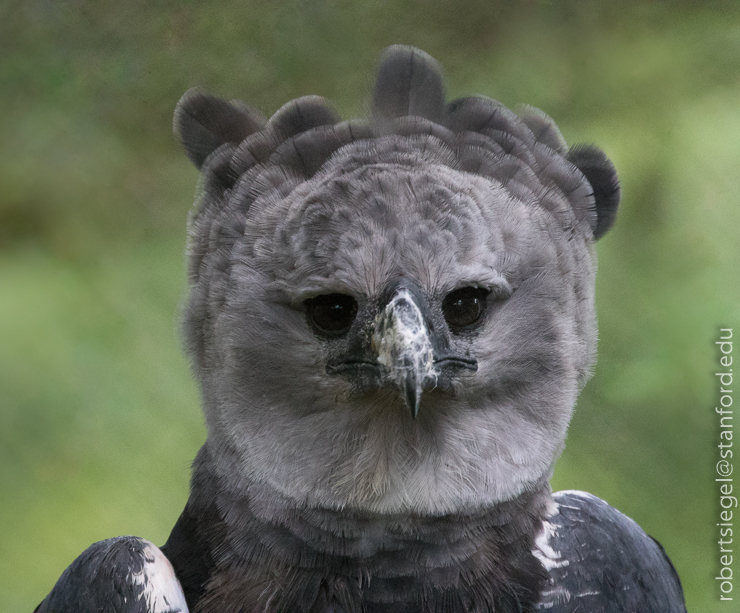 Sweet Animals - Harpy Eagle (Harpia harpyja) with chick in