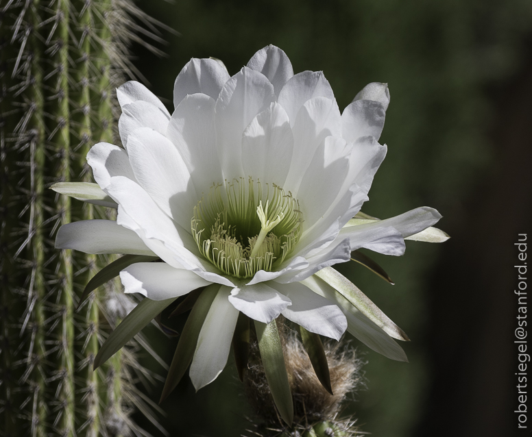 Desert plants with white flowers for Arizona gardens