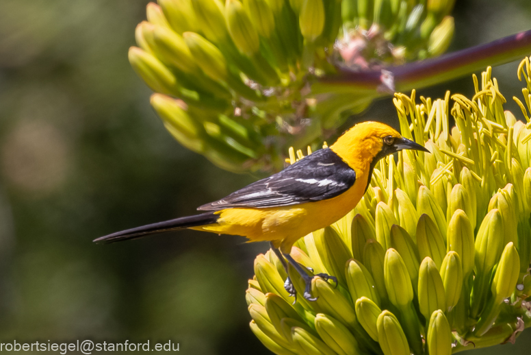 Hooded Oriole ⋆ Tucson Audubon