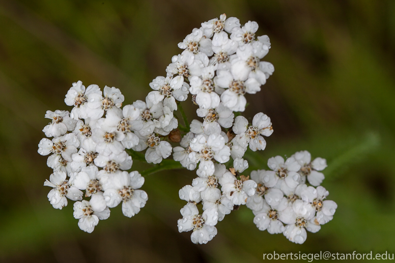 Achillea 'Oertel's Rose' (Yarrow) - Sunnyside Gardens