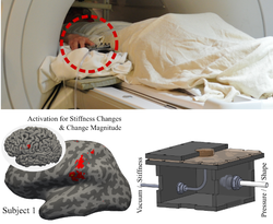 Mapping Stiffness Perception in the Brain with an fMRI-Compatible Particle-Jamming Haptic Interface