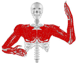 Controlling Muscle-Actuated Articulated Bodies in Operational Space