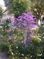 M. liliflora, 2/20/05