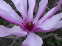 M. liliflora 2/20/05