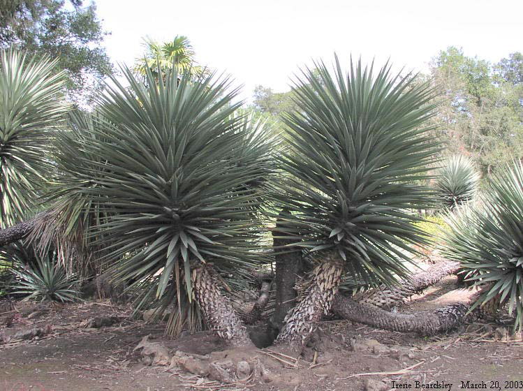 Yucca schottii, Arizona Garden