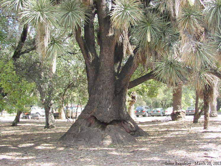 Yucca filifera, Cantor Center