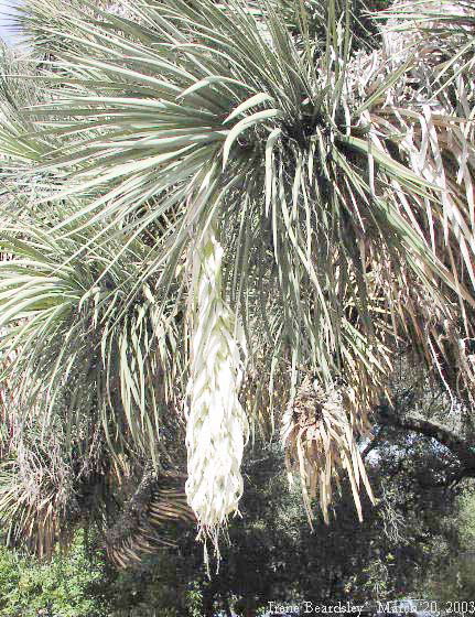 Y. filifera, inflorescence