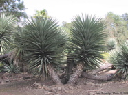 Yucca schottii, Arizona Garden