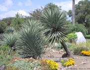 Yucca schottii, Arizona Garden