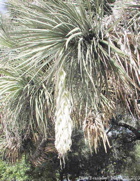 Y. filifera, inflorescence