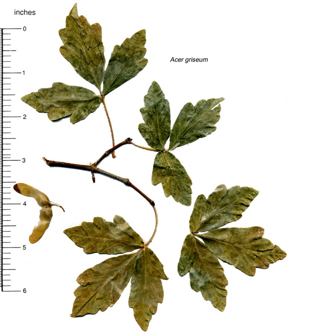 Acer griseum