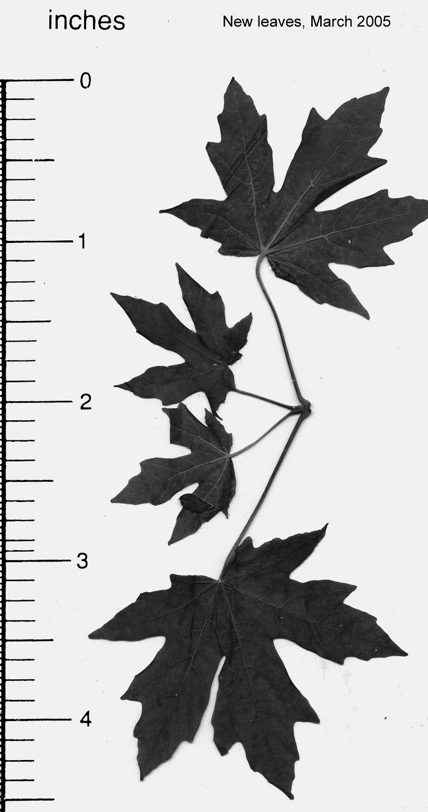 Acer-macrophyllum