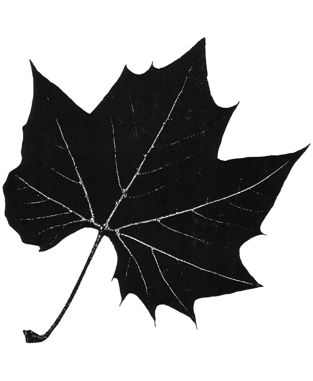 046 Acer pseudoplatanus kb