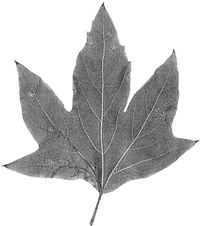 Platanus x acerifolia