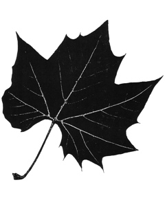 046 Acer pseudoplatanus kb