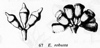 EUCrobustaCAP