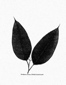 Eucalyptus-robusta