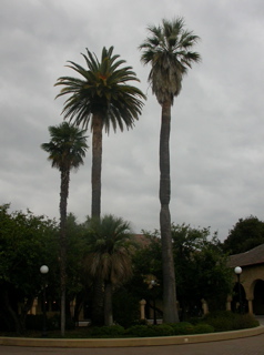 Inner Quad