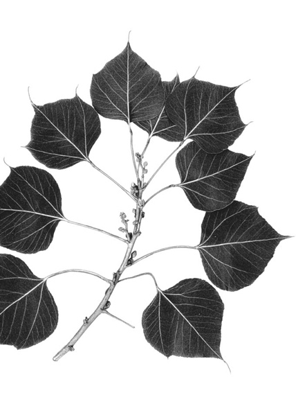 Brachychiton populneus 