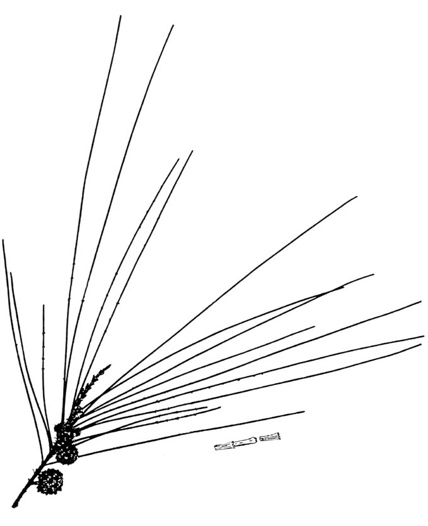 Casuarina cunninghamiana