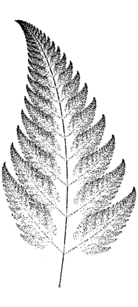 Dicksonia antarctica 