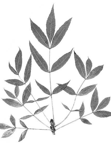 Fraxinus angustifolia 