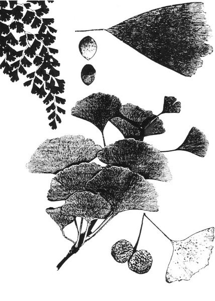 Ginkgo biloba