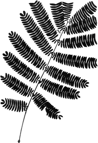 Albizzia julibrissin 