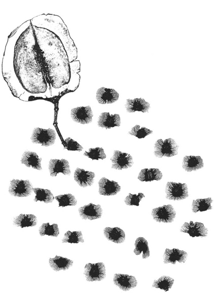 Jacaranda mimosifolia 