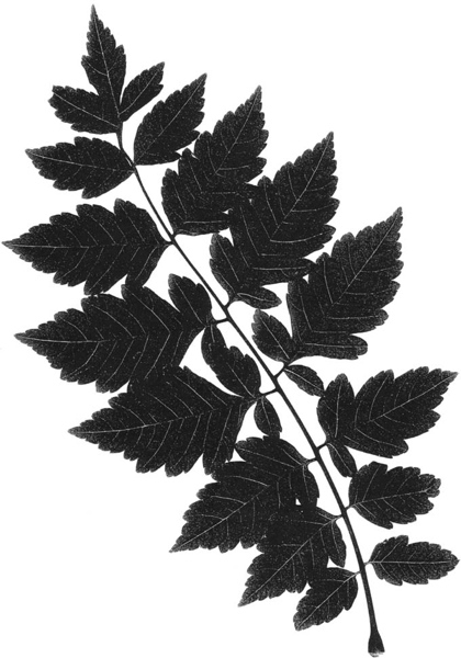 Koelreuteria paniculata