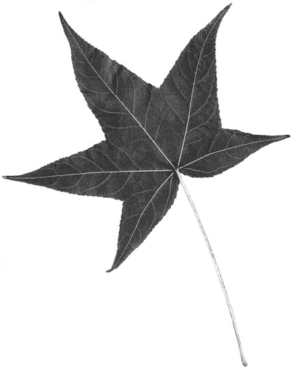 Liquidambar styraciflua
