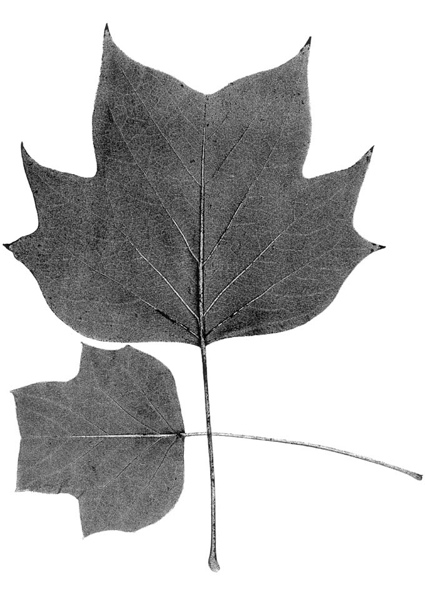 Liriodendron tulipfera