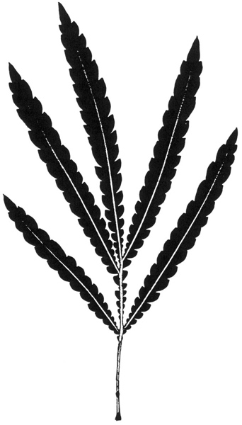 Lyonothamnus floribundus