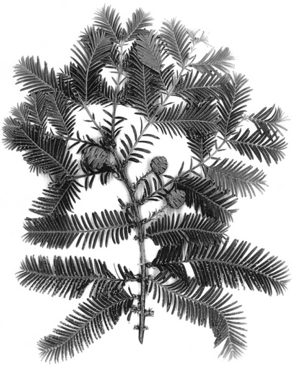 Metasequoia 