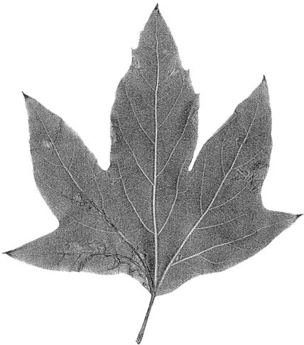 Platanus x acerifolia