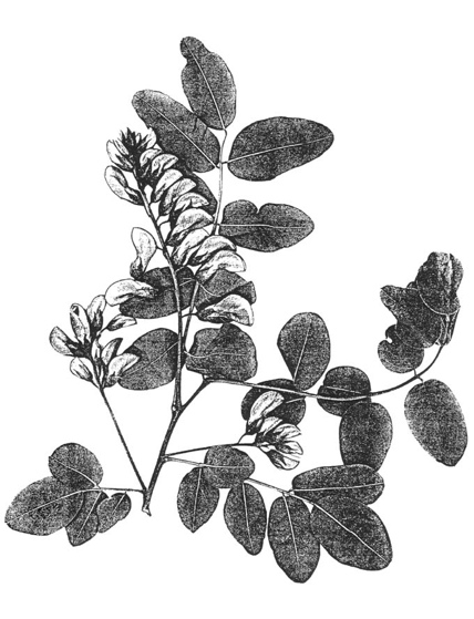 Robinia pseudoacacia 