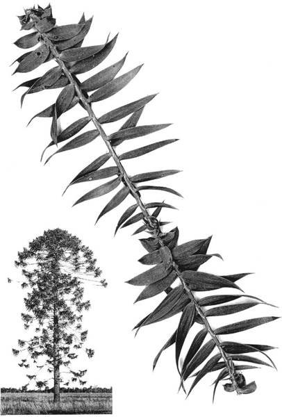Araucaria bidwillii 