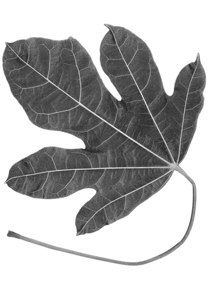 Brachychiton acerifolius 