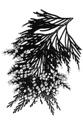 Calocedrus decurrens 