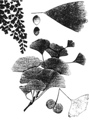Ginkgo biloba