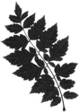 Koelreuteria paniculata