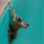 Costa-Rica-set-1-337