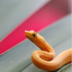 Costa-Rica-set-1-348